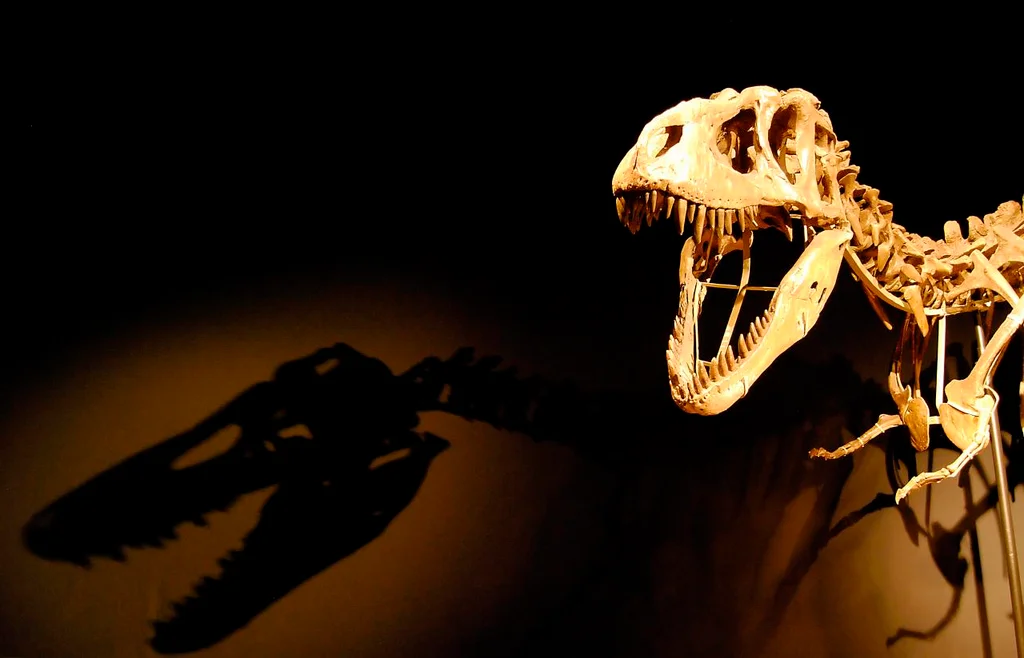 Dinosaur skeleton : Free Stock Photo
