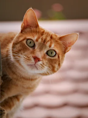 Free Stock Photo: Cat close-up