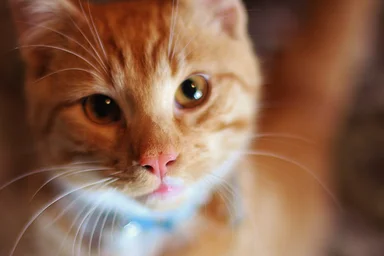 Free Stock Photo: Cat close-up