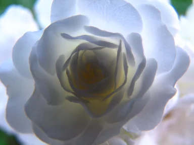 Free Stock Photo: White rose