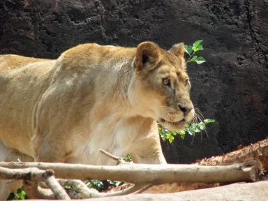 Free Stock Photo: Lion