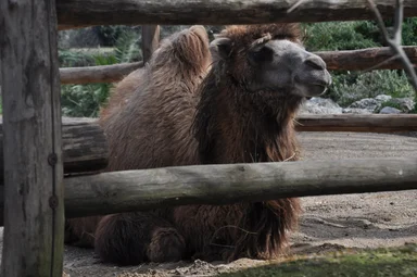 Free Stock Photo: Bactrian camel