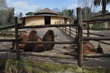 Free Stock Photo: Bactrian camels