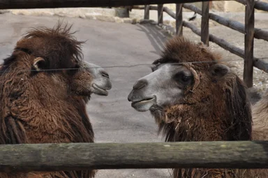 Free Stock Photo: Bactrian camels