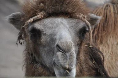 Free Stock Photo: Bactrian camel face