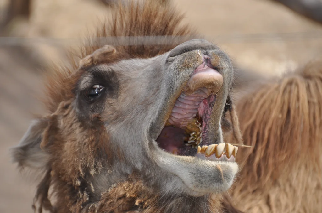 Bactrian camel face : Free Stock Photo