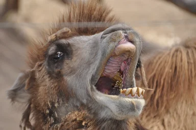 Free Stock Photo: Bactrian camel face
