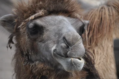 Free Stock Photo: Bactrian camel face