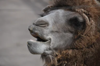 Free Stock Photo: Bactrian camel face