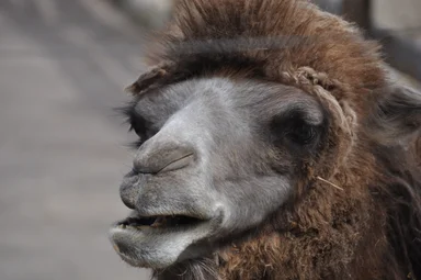 Free Stock Photo: Bactrian camel face