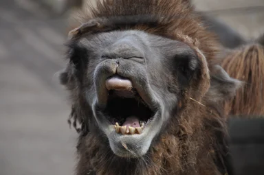 Free Stock Photo: Bactrian camel face