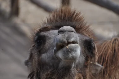 Free Stock Photo: Bactrian camel face