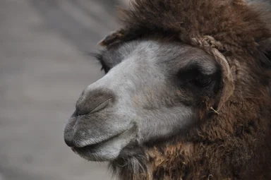 Free Stock Photo: Bactrian camel face