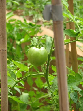 Free Stock Photo: Closeup of a green tomato in a garden