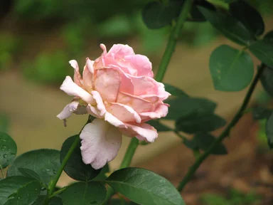 Free Stock Photo: Closeup of a pink rose