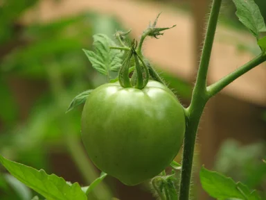 Free Stock Photo: Closeup of a green tomato in a garden