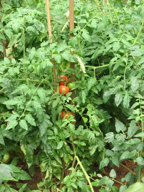 Free Stock Photo: Red and green tomatoes in a garden