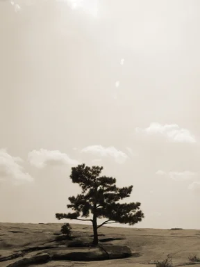 Free Stock Photo: Black and white tree on top of mountain