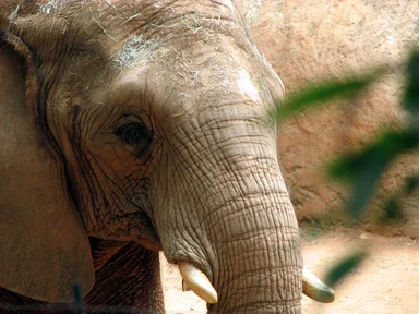 Free Stock Photo: Elephant portrait