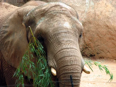 Free Stock Photo: Elephant portrait