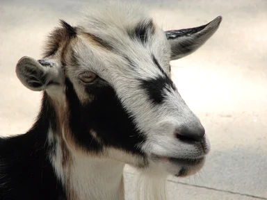Free Stock Photo: Closeup of a black and white colored goat