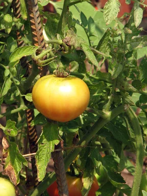 Free Stock Photo: A yellow tomato growing  in a garden