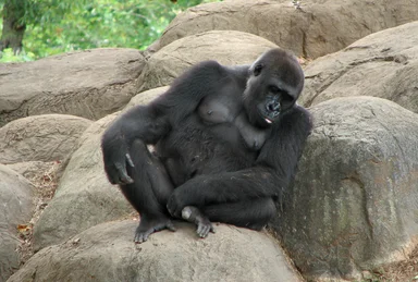 Free Stock Photo: Gorilla sitting on a rock