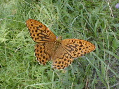 Free Stock Photo: An orange butterfly in the grass