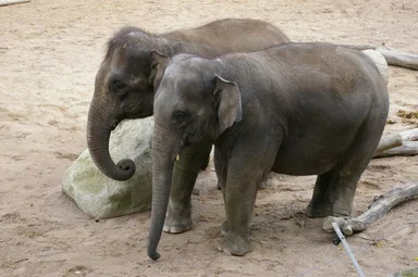 Free Stock Photo: Two Asian elephants standing by a rock