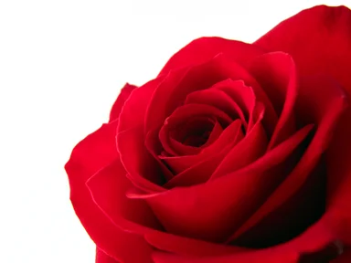 Free Stock Photo: Red rose closeup