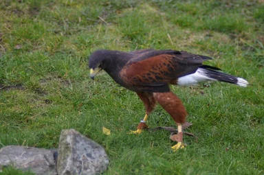 Free Stock Photo: Closeup of a Harris hawk on the ground