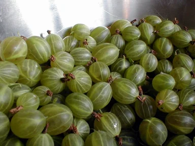 Free Stock Photo: Green gooseberries in a silver dish