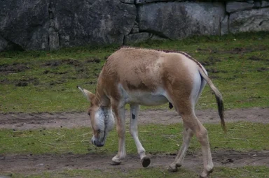 Free Stock Photo: Side of a Turkmenian Kulan