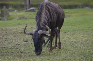 Free Stock Photo: A gnu grazing in the grass