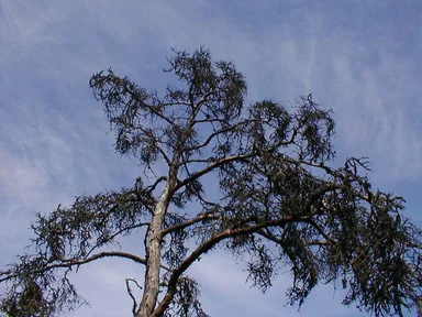 Free Stock Photo: A large old tree before a blue sky
