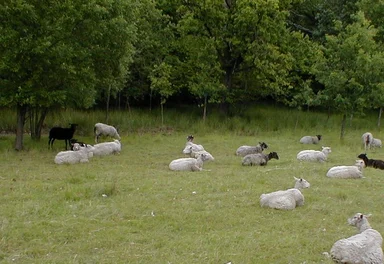 Free Stock Photo: Many sheep sitting around in a field
