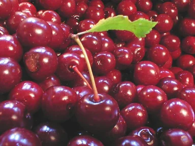 Free Stock Photo: Closeup of a bunch of red cherries