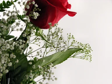 Free Stock Photo: Red rose