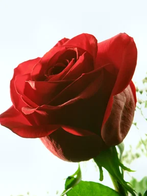 Free Stock Photo: Red rose closeup