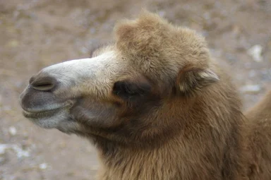 Free Stock Photo: Closeup portrait of a Bactrian camel