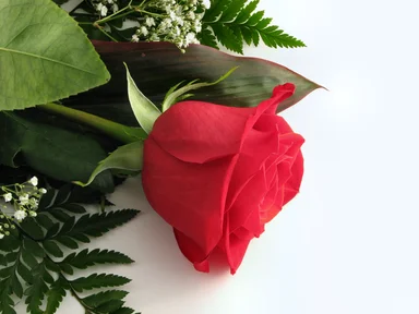 Free Stock Photo: Red rose