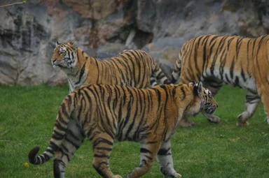 Free Stock Photo: A group of 3 Siberian tigers in the grass