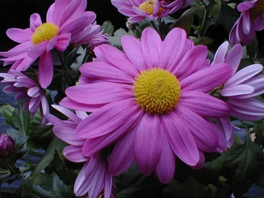Free Stock Photo: Closeup of purple daisies