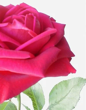 Free Stock Photo: Closeup of a large pink rose