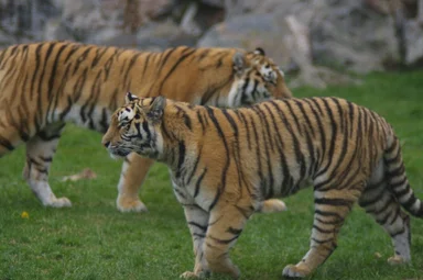 Free Stock Photo: Two Siberian tigers crossing paths
