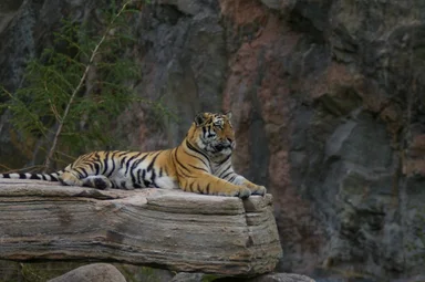 Free Stock Photo: Siberian tiger sitting on a rock.