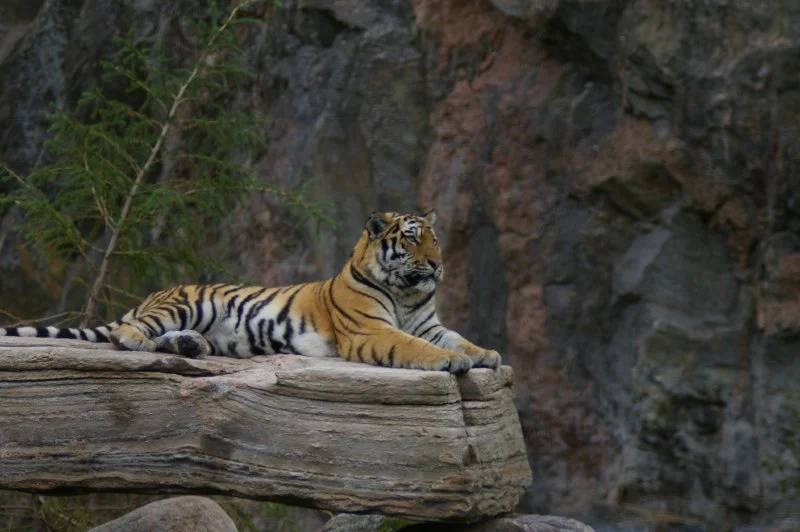 Siberian tiger sitting on a rock. : Free Stock Photo