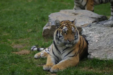 Free Stock Photo: Siberian tiger next to a rock