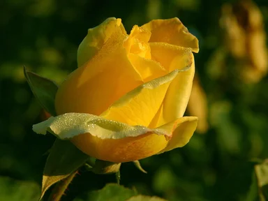 Free Stock Photo: A rose in Balboa Park