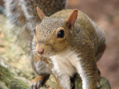 Free Stock Photo: Closeup of a squirrel on a branch